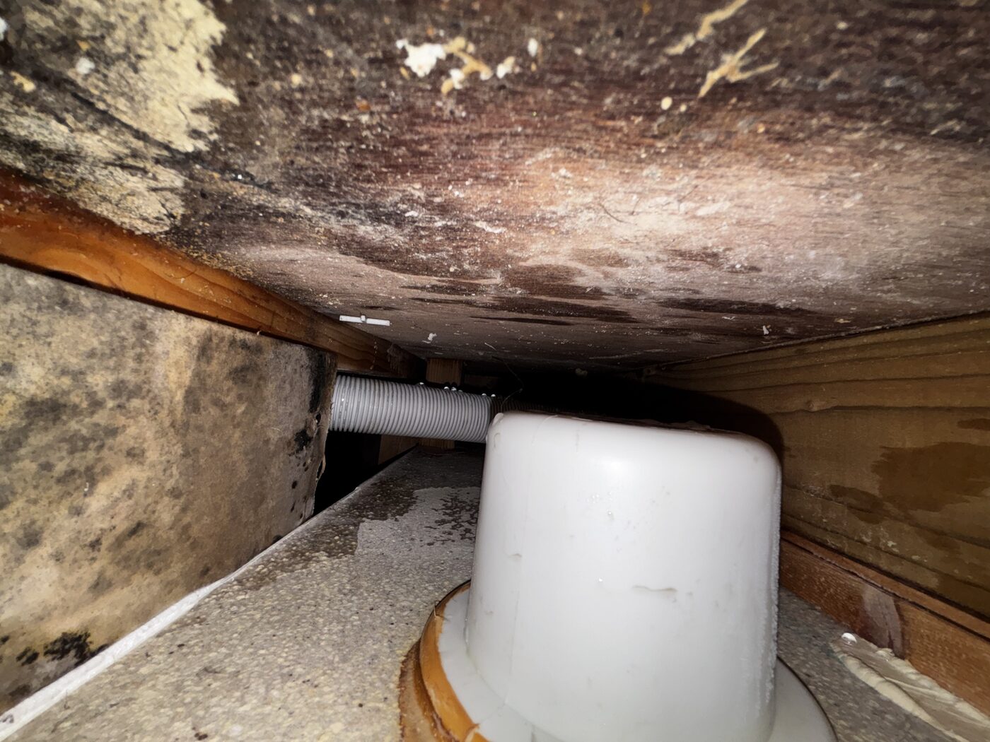 Extent of moisture damage and mould on joists — leak had been ongoing undetected